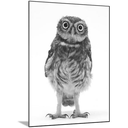 White Water Marks On Wood Portrait of a Young Little Owl (Athene Noctua) Animal Black and White Photography Wood Mounted Print Wall Art By Mark Taylor ()