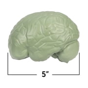 Learning Resources Cross-Section Brain Model - Anatomy Classroom Must Haves, Ages 7+