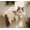 Sisal-Wood-1 Curved Bed, variant on Curved Cat Wall Hammock With Scratchable Sisal Pad  Large Floating Shelf For Mounted Beige Bed Playing Climbing And Sleeping
