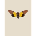 thumbnail image 2 of Incado 15x18 White Modern Wood Framed Museum Art Print Titled - Cicada, 2 of 4