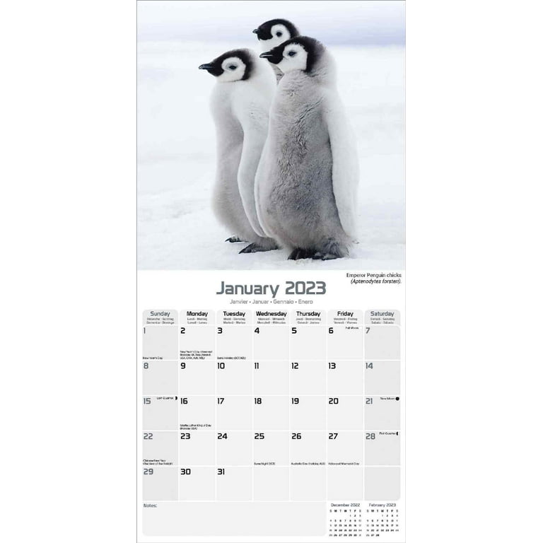 2023 2024 Penguins Calendar - Cute Animal Bird Monthly Wall Calendar - 12 x  24 Open - Thick No-Bleed Paper - Giftable - Academic Teacher's Planner  Calendar Organizing & Planning - Made in USA - Walmart.com