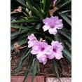thumbnail image 6 of Dwarf Mexican Petunia Pink  Katie's Dwarf Ruellia Brittoniana  3 Live Plants  Drought Tolerant Blooming Butterfly Bush, 6 of 7