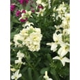thumbnail image 6 of RedCrocus Harmony Cream Yellow Dwarf Stock- Compact, Fragrant, Pollinator-Attracting Plant for Borders & Containers 6" Pot (Pack of 5), 6 of 15