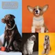 thumbnail image 3 of . Cadena Para Perro, Cadena Cubana De Diamantes, Collar De, 3 of 6