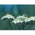 thumbnail image 2 of Fitzharris, Tim 24x19 White Modern Wood Framed Museum Art Print Titled - Red Spotted Crab Spider on Queen Annes Lace, 2 of 4