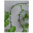thumbnail image 4 of Hongchun 120 Pcs Plant Climbing Wall Fixing Clips Self Adhesive Hook,20mm, 4 of 4