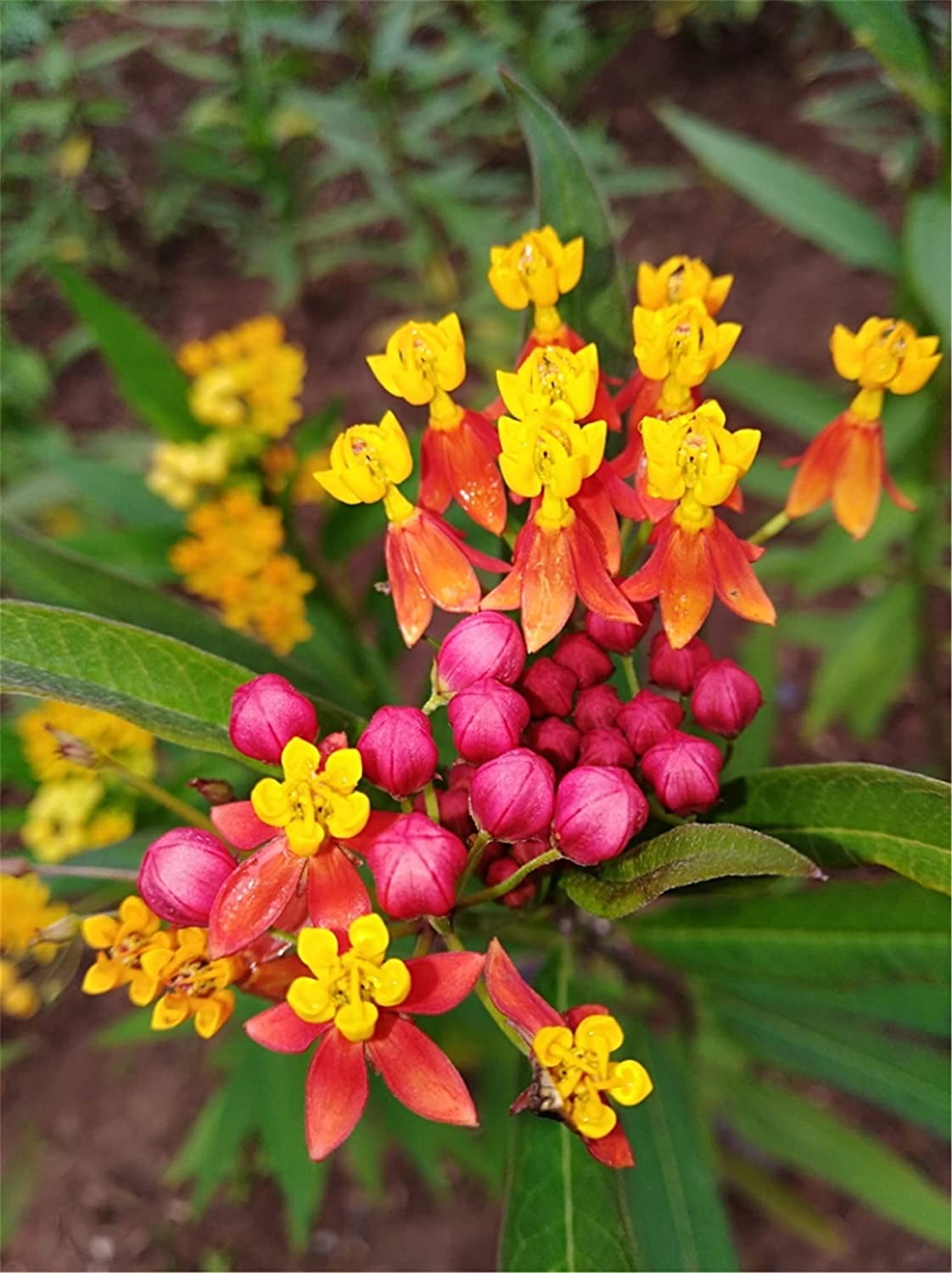 Swamp Milkweed Plant, (Asclepias incarnata) 2.5 inch pot, image size:1122x1500