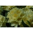 thumbnail image 3 of Capistrano Rhododendron, 3 of 8