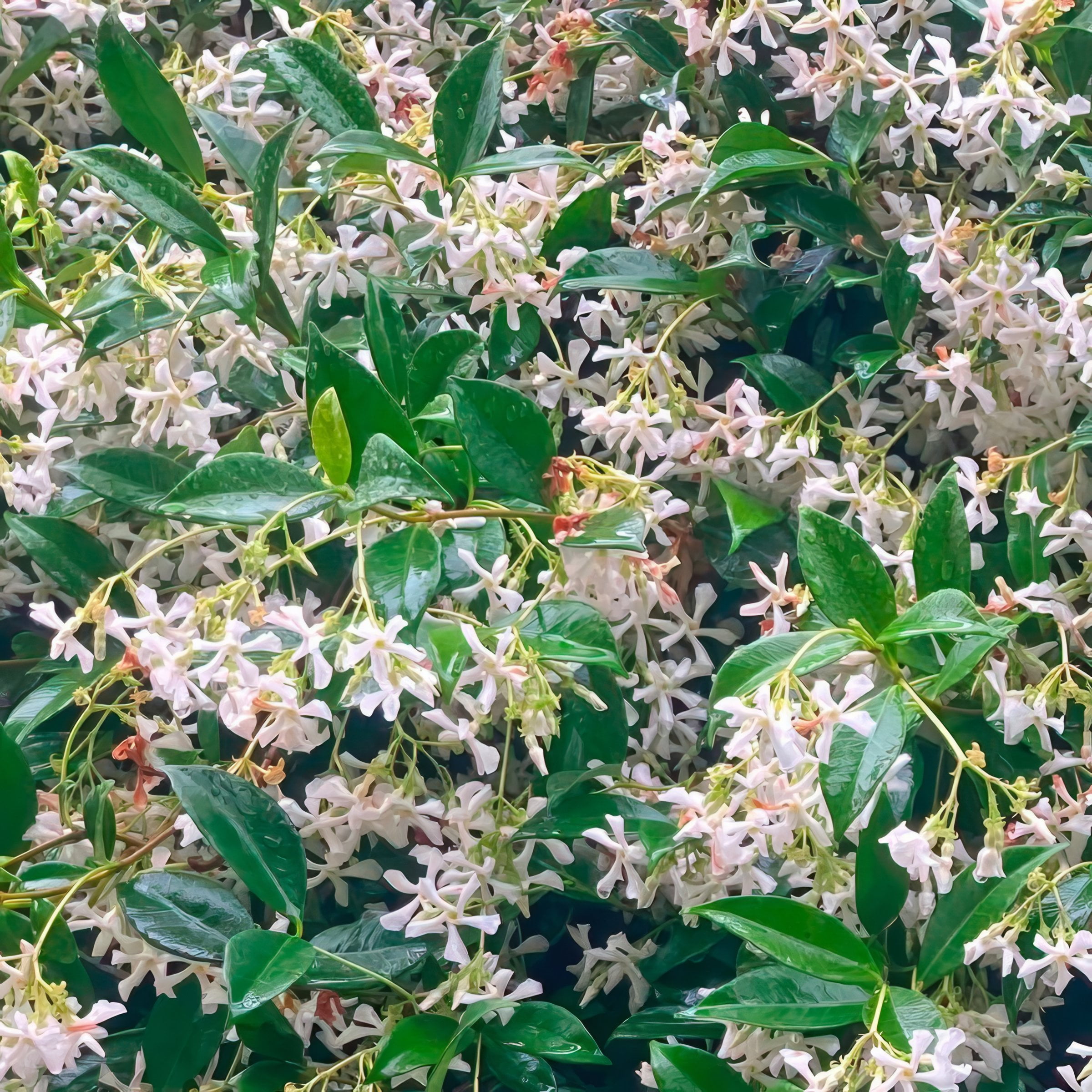 National Plant Network 1 gal Asiatic Jasmine Live Perennial Plant with White Flowers