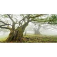 thumbnail image 3 of Krahmer, Frank 18x11 Black Modern Framed Museum Art Print Titled - Laurel forest in fog, Madeira, Portugal, 3 of 5