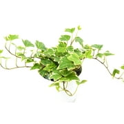 HOUSE PLANT SHOP English Ivy 'Eva' - 4" Pot - Live House Plant - FREE Care Guide