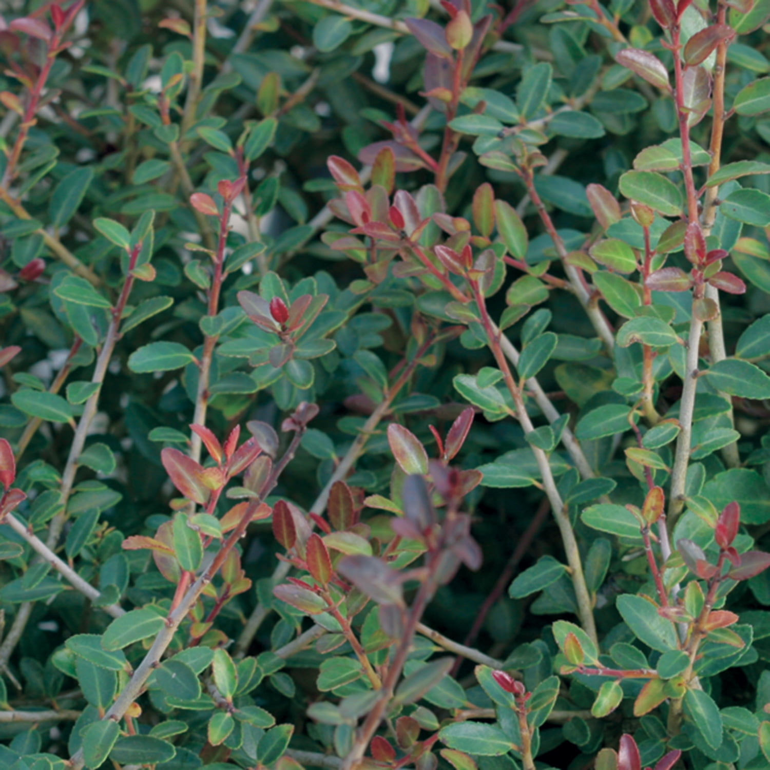 Expert Gardener Bordeaux Yaupon Holly (2.5 Quart) Compact Evergreen Shrub with Red-Hued Winter Foliage - Full Sun Live Outdoor Plant