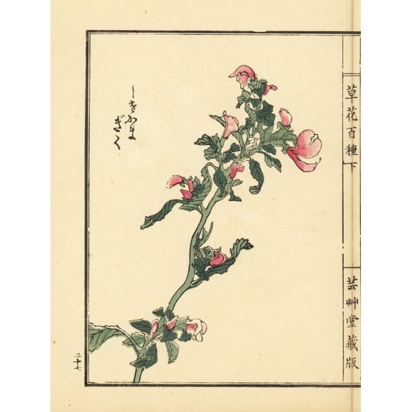Affiche Shiogama Kiku Ou Lousewort, Pedicularis Chamissonis de Florilegius Mariy Evans (24 X 36)