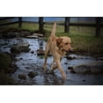 thumbnail image 1 of Canvas Print Nature Bach Labrador Dog Water Stretched Canvas 10 x 14, 1 of 3