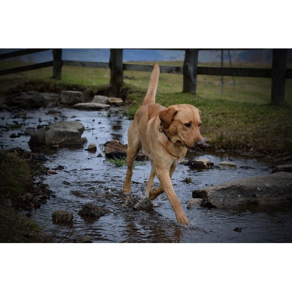 Canvas Print Nature Bach Labrador Dog Water Stretched Canvas 10 x 14