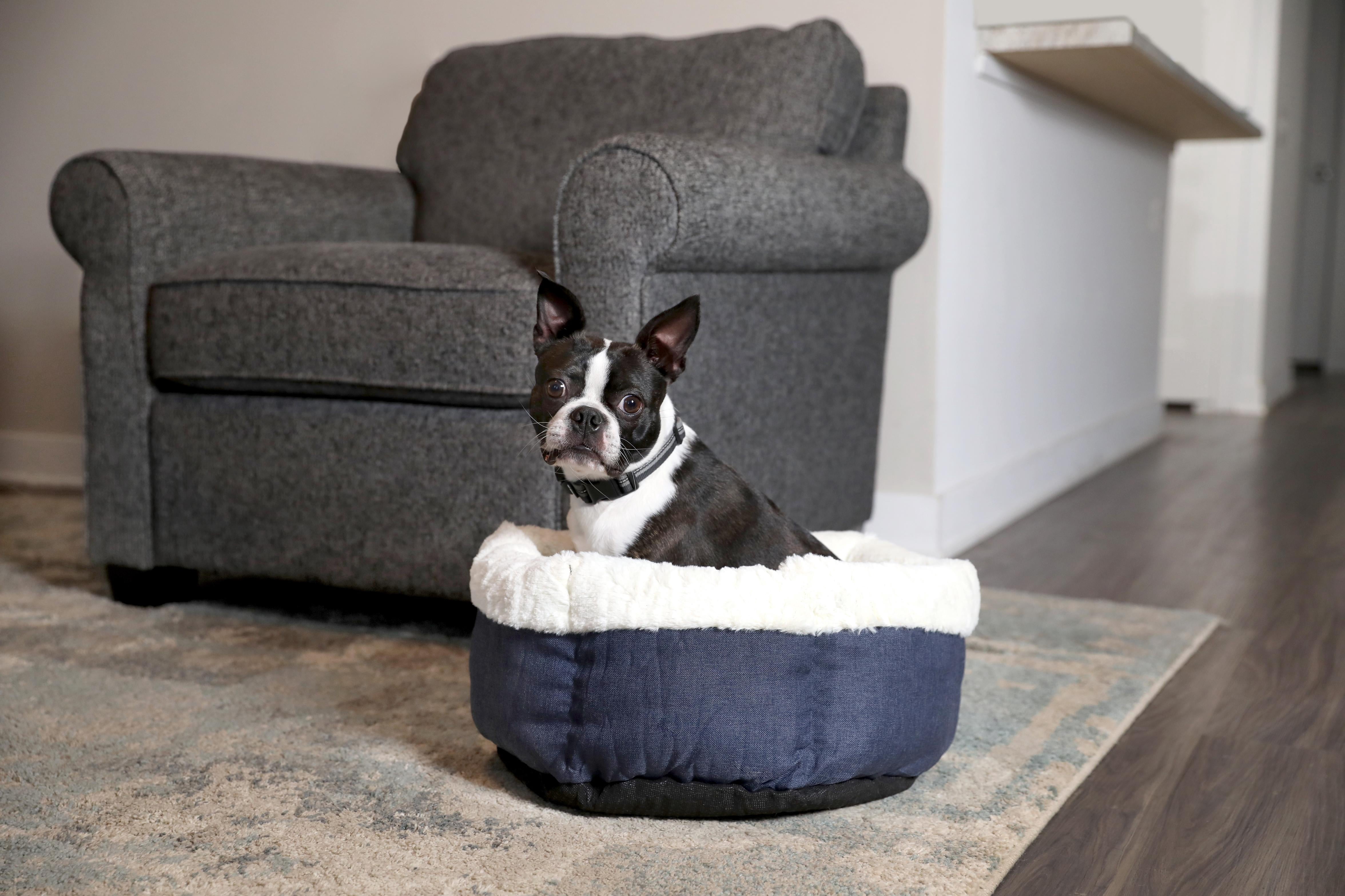 Petmate Round High Wall Cuddler Dog Bed, Cat Bed, 18 x 18 Inches, Assorted Colors