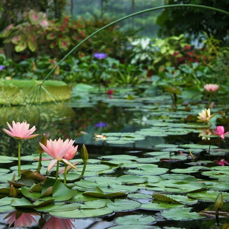 Van Zyverden Premium Series Water Lily Joey Tomocik Kit