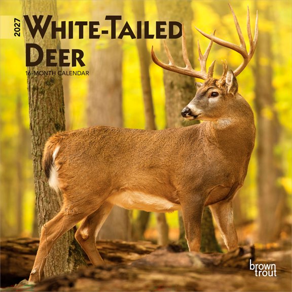 White Tailed Deer | 2027 7x14" (Hanging) Mini Wall Calendar | BrownTrout