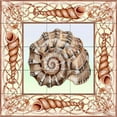 thumbnail image 1 of Tile Mural Bathroom Backsplash - Seashell Square 1-DF - by Denise Freeman, 1 of 1