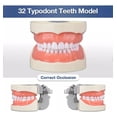 thumbnail image 2 of Dentadura Médica Con 32 Dientes, Modelo Dental Extraíble, 2 of 6