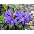 thumbnail image 2 of Blue Baron Rhododendron - Very Hardy - Spectacular - 4" Pot, 2 of 4
