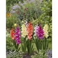thumbnail image 1 of TASC Flower Bulbs- Gladiolus Flamencos, 1 of 2