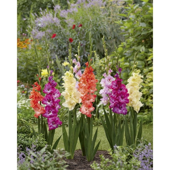 TASC Flower Bulbs- Gladiolus Flamencos