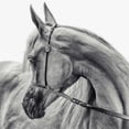 thumbnail image 2 of Flour, Piet 12x12 White Modern Wood Framed Museum Art Print Titled - The Arabian Horse, 2 of 4