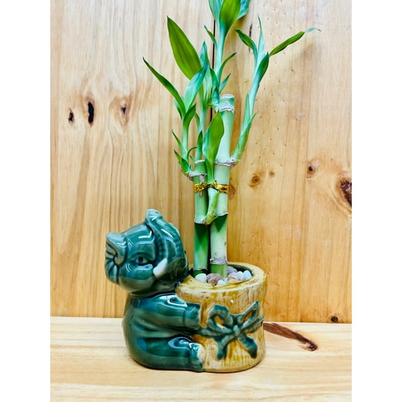 Lucky Bamboo in Ceramic Elephant Vase 3 Stem 6”6”8” Bamboo