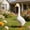 White, variant on Goose Garden Statue for Outside: 12" Funny Goose Yard Decorations for Outdoor Lawn Patio Porch Housewarming Birthday Gifts for Women (White)