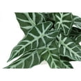 thumbnail image 5 of Indoor Plants Artificial Plant, 8" Tall, Alocasia, Indoor, Faux, Fake, Table, Greenery, Potted, Set Of 2, Decorative, Green Leaves, White Cement Pots,Artificial Flowers, 5 of 5