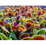 Venus Flytrap 'Flexx' Carnivorous Plant in 2 Pot