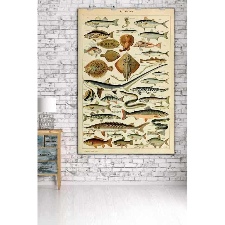 Fish, C, Vintage Bookplate, Adolphe Millot Artwork (36x54 Giclee Gallery  Art Print, Vivid Textured Wall Decor)