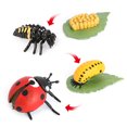 thumbnail image 4 of Simulation Insect Plastic Animal Early Growth Animal Plant Toy Preschool Model Miniature Educational Props Cognition Toy for Children Type 8, 4 of 9