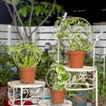 thumbnail image 2 of Mirthdino Hoya Trellis- Metal Plant Trellis Indoor 3-Pack for Climbing Plants - Gold Small Garden Trellis for Ivy and Flowers - Unique Patterns - Outdoor Potted Plant Support, 2 of 13