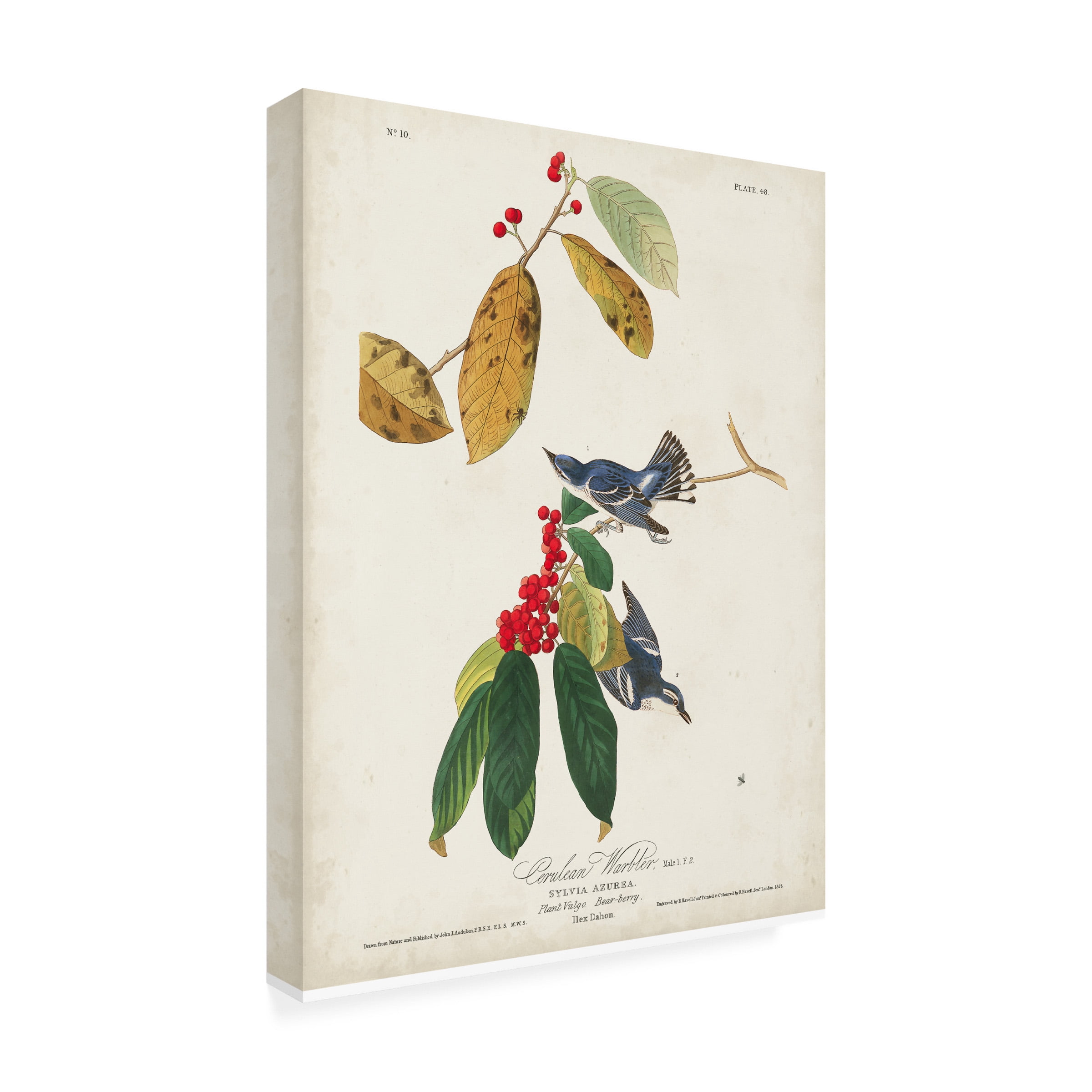 John James Audubon 'Cerulean Warbler' Canvas Art