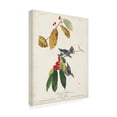 thumbnail image 2 of John James Audubon 'Cerulean Warbler' Canvas Art, 2 of 3