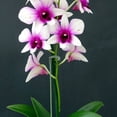 thumbnail image 3 of Miangastore 1 Set of Flower Support Rods Bonsai Brackets Anti-falling Fixing Poles (Green), 3 of 9