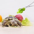 thumbnail image 4 of ADDHAT Pinzas Ajustables Para Alimentación De Reptiles Inoxidable Color Plateado, 4 of 8
