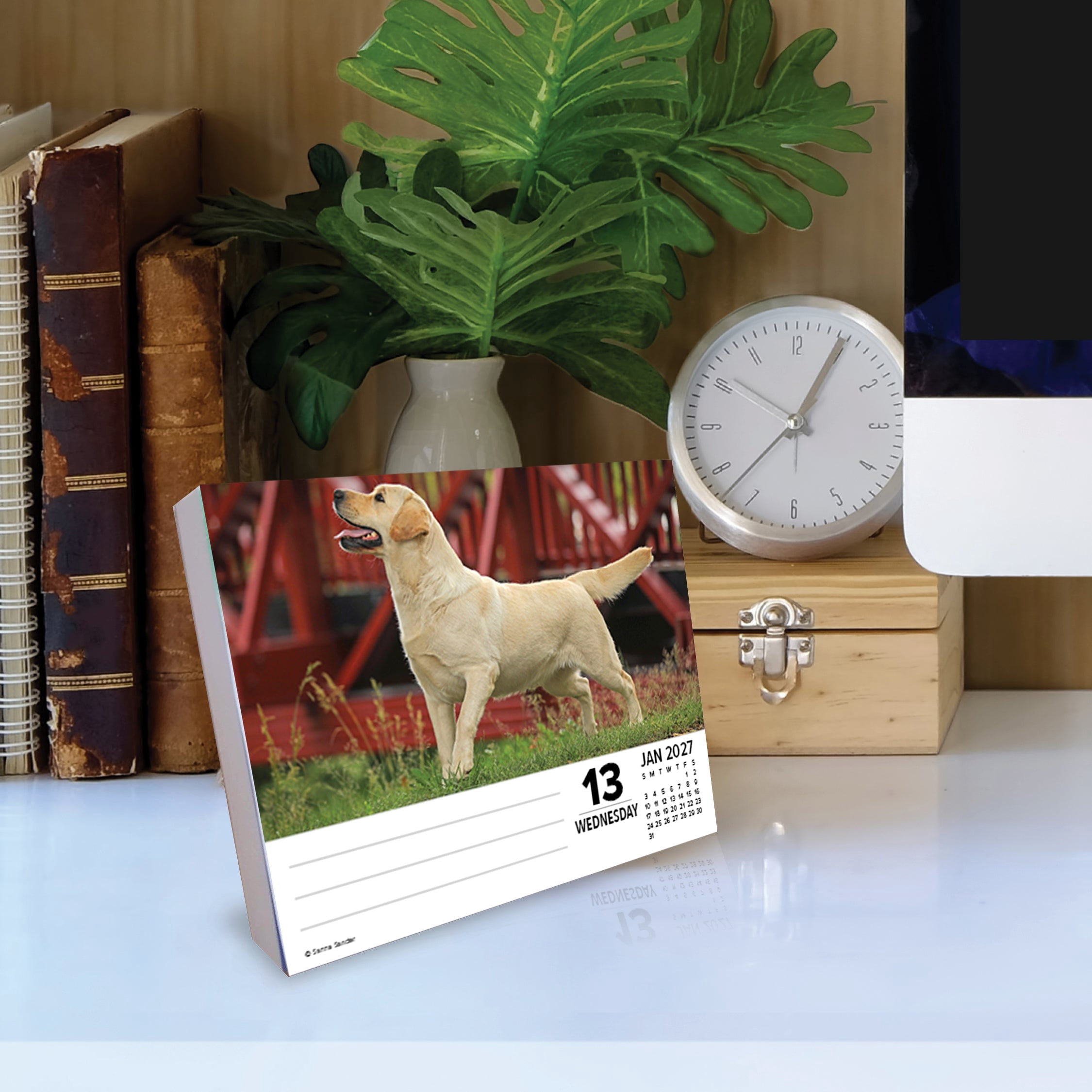 Willow Creek Press, Just Labs 2027 Box Calendar