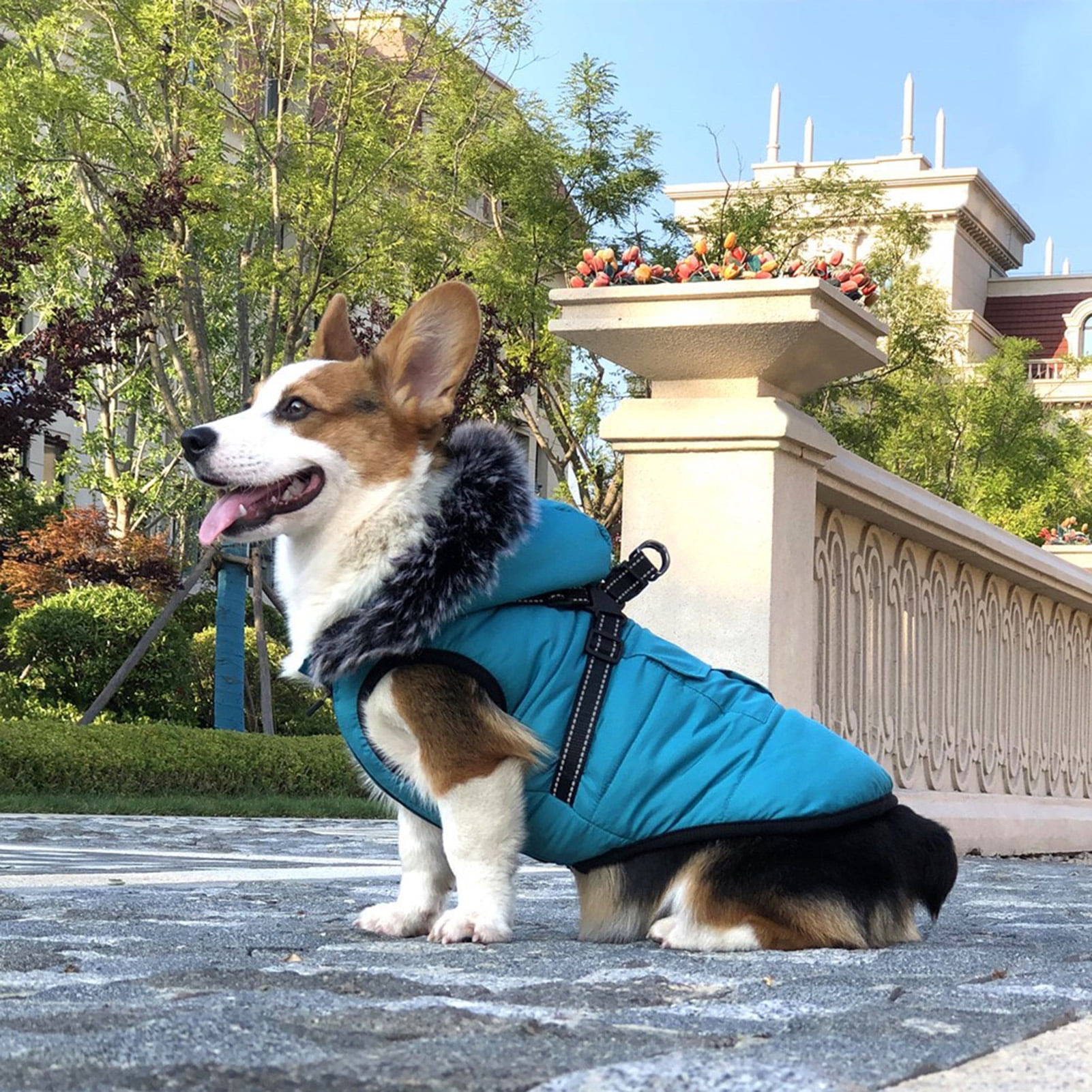 Canada goose dog jacket blue 2025
