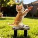 thumbnail image 5 of Estacas de jardín con motivo de gato hechas de acrílico, adornos planos 2D hechos de acrílico para caminos de jardín y áreas al aire libre, 5 of 6