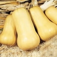 thumbnail image 2 of Squash Waltham Butternut Seed, FarMore Treatment, 1,000 Seeds, 2 of 2