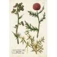 thumbnail image 2 of Weinmann 13x18 White Modern Wood Framed Museum Art Print Titled - Botanical Varieties II, 2 of 4
