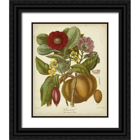 Twining, Elizabeth 12x14 Black Ornate Wood Framed with Double Matting Museum Art Print Titled - Twining Botanicals I