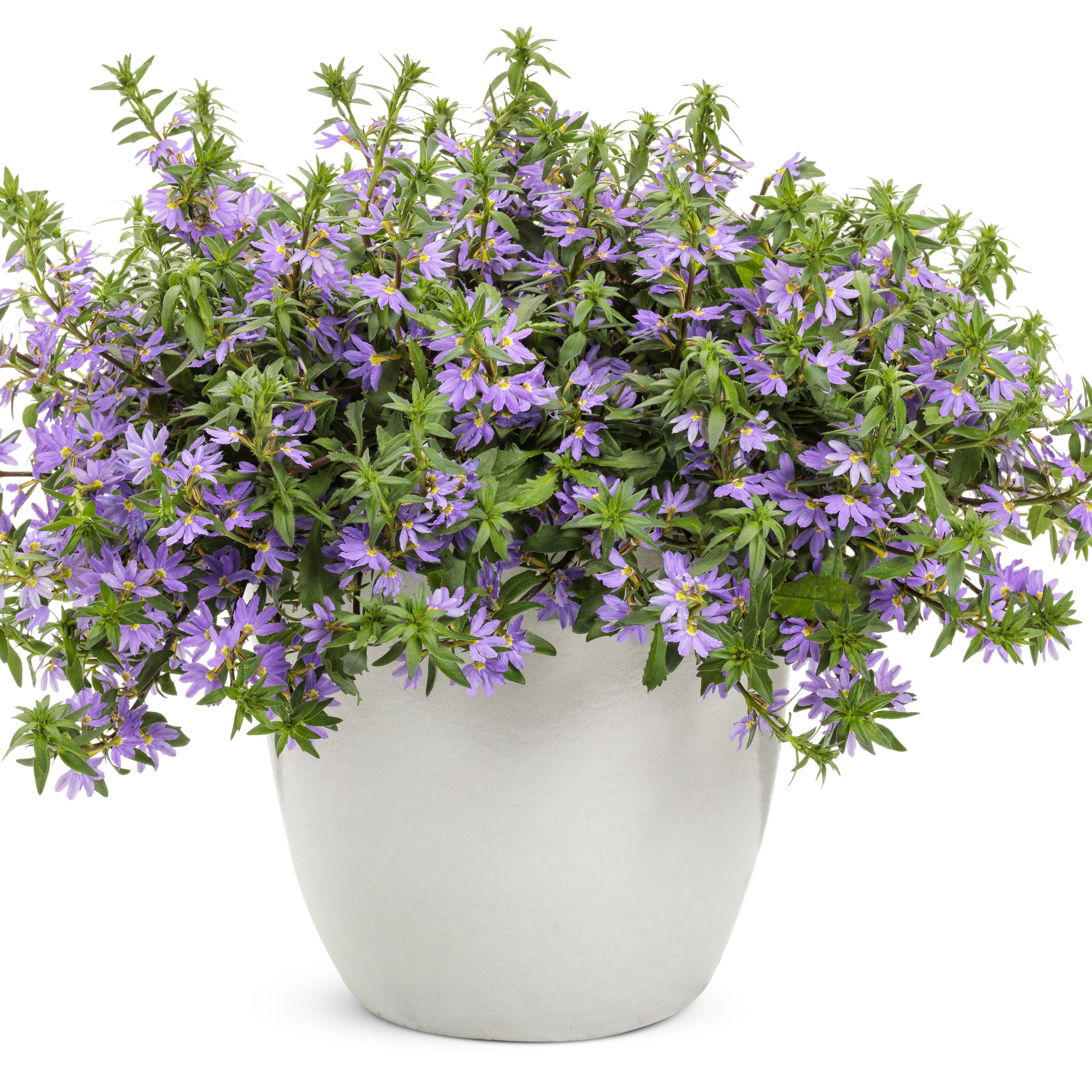 Proven Winners 4" Whirlwind Blue Fan Flower Live Plant in 4.25" Pot (4 Count)