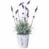 Lavender Plant In 4" Pot