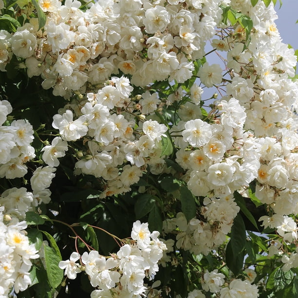 Tea Roses Rambling Single Darlow's Enigma Rambling Rose by Heirloom Roses - Rambling Rose Bush ...
