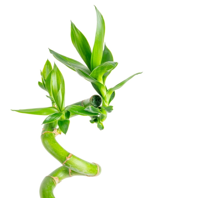 Fresh Bamboo Stalks With Shoots – Pack Of 10, 10” Long, For Home Decor & Feng Shui