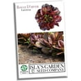 thumbnail image 2 of Rouge d'Hiver Romaine Lettuce Seeds (Lactuca sativa) – 1000+ Heirloom Non-GMO Seeds per Packet by Isla’s Garden Seeds, Cold-Hardy, Red-Tinged Leaves, Perfect for Crisp and Flavorful Salads, 2 of 7
